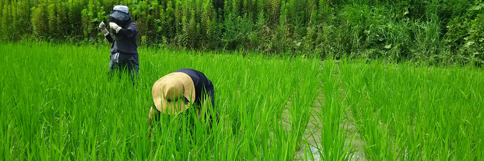 シェア田んぼを通じて伝えたいこと